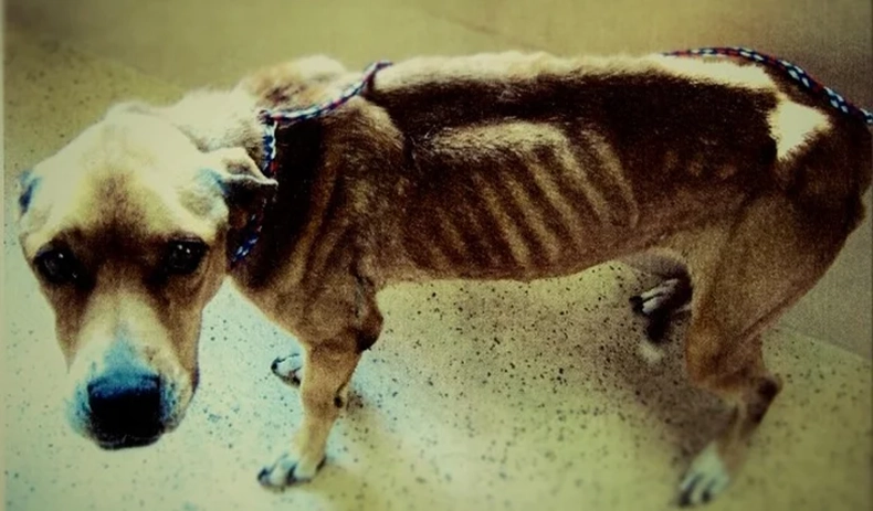 Cachorro-maltratado.webp